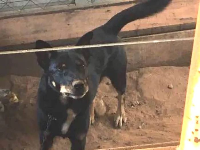 Cachorro ra a SRD idade 1 ano nome SEM NOME