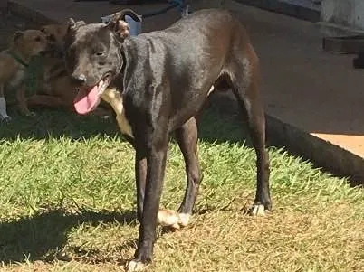Cachorro ra a SRD idade 1 ano nome SEM NOME