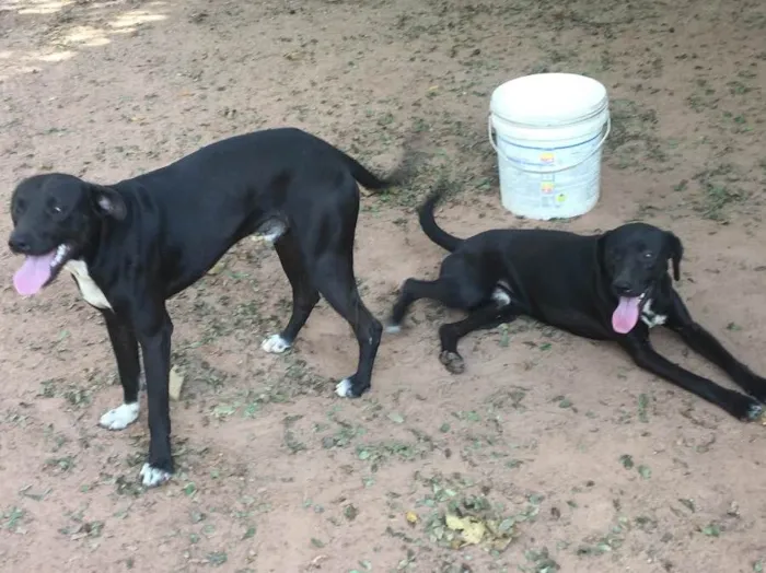 Cachorro ra a SRD idade 1 ano nome SEM NOME