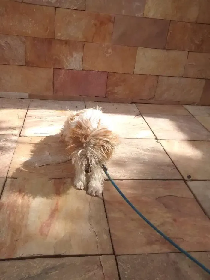 Cachorro raça Poodle idade 7 a 11 meses nome Thor