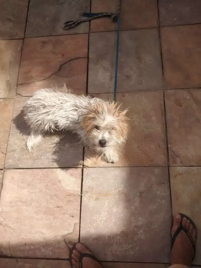 Cachorro raça Poodle idade 7 a 11 meses nome Thor
