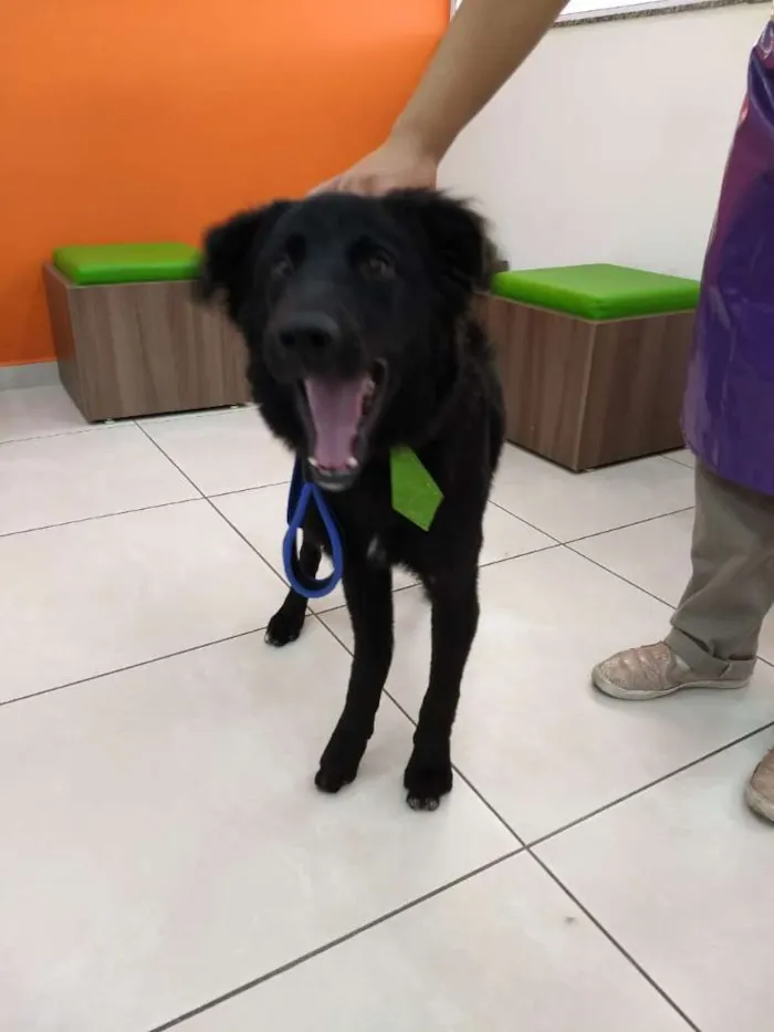 Cachorro ra a Mestiço com labrador idade 1 ano nome Budy