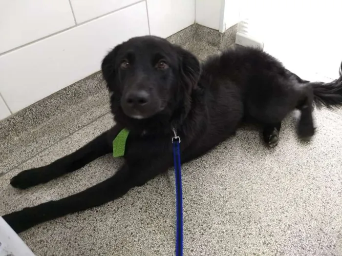 Cachorro ra a Mestiço com labrador idade 1 ano nome Budy