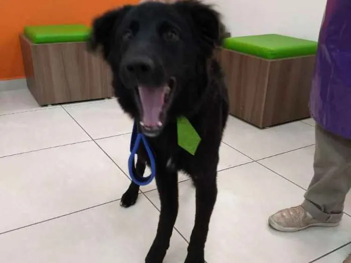 Cachorro ra a Mestiço com labrador idade 1 ano nome Budy