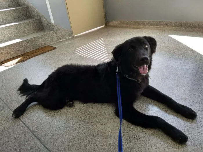 Cachorro ra a Mestiço com labrador idade 1 ano nome Budy