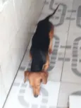 Charuto