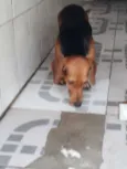 Charuto