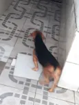 Charuto