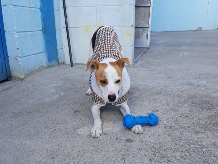 Cachorro ra a Sem raça idade 1 ano nome Cenourinha