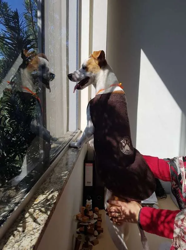 Cachorro ra a Sem raça idade 1 ano nome Cenourinha
