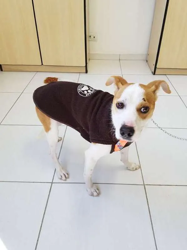 Cachorro ra a Sem raça idade 1 ano nome Cenourinha