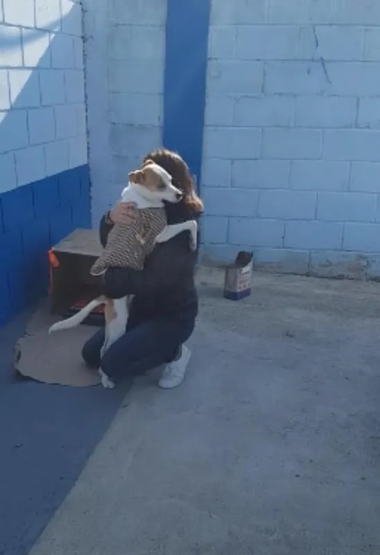 Cachorro ra a Sem raça idade 1 ano nome Cenourinha