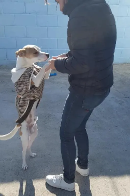 Cachorro ra a Sem raça idade 1 ano nome Cenourinha