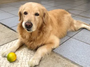 Cachorro raça Golden retriver idade 5 anos nome Monalisa