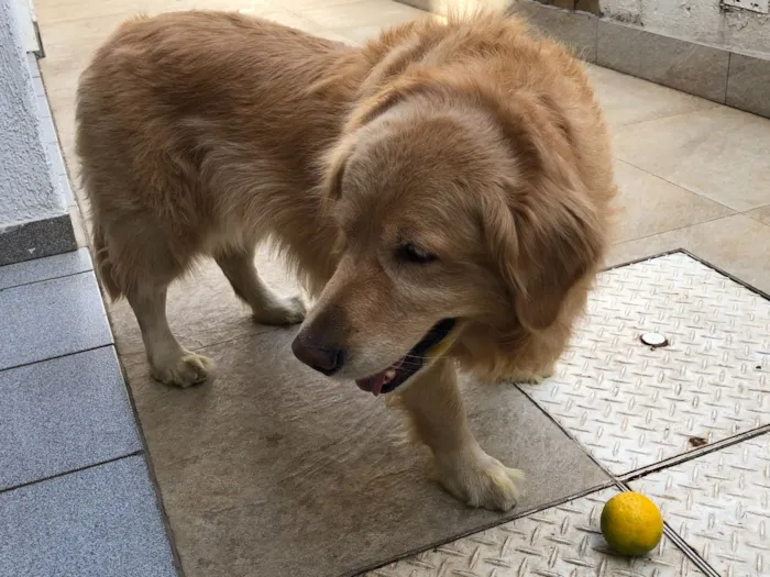 Cachorro raça Golden retriver idade 5 anos nome Monalisa