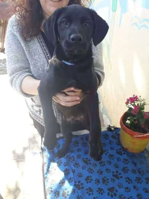 Cachorro ra a Labrador c/Vira Lata idade 2 a 6 meses nome Príncipe