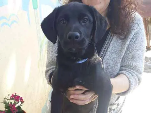 Cachorro ra a Labrador c/Vira Lata idade 2 a 6 meses nome Príncipe