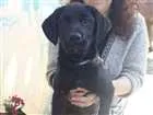 Cachorro raça Labrador c/Vira Lata idade 2 a 6 meses nome Príncipe
