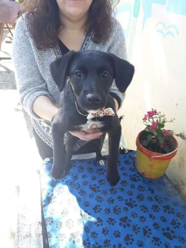 Cachorro ra a Labrador c/Vira lata idade 2 a 6 meses nome Príncesa