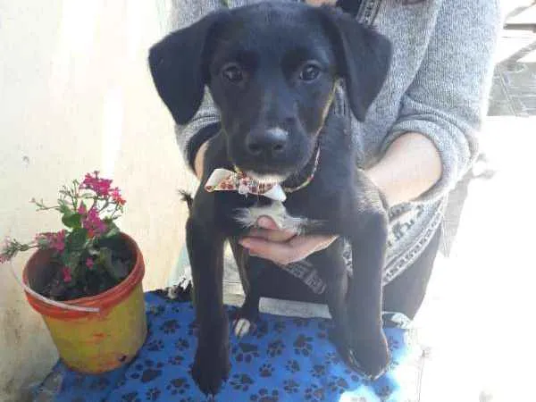 Cachorro ra a Labrador c/Vira lata idade 2 a 6 meses nome Príncesa