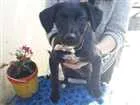 Cachorro raça Labrador c/Vira lata idade 2 a 6 meses nome Príncesa