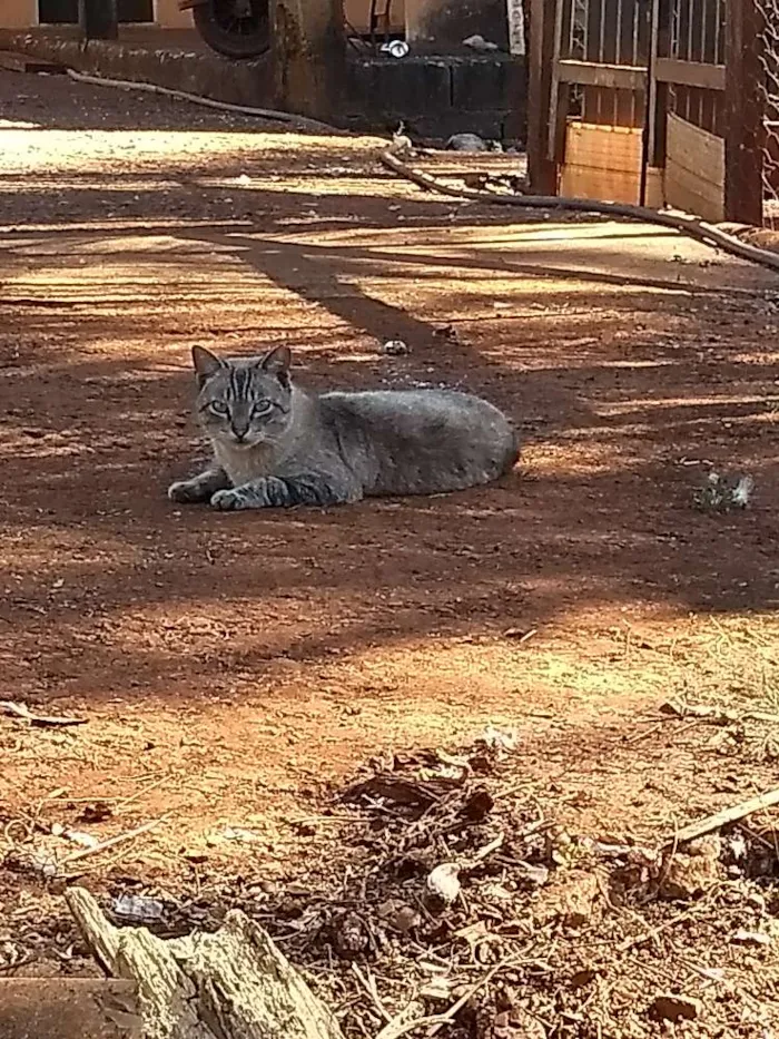 Gato ra a Vira-lata idade 4 anos nome Não tem nome