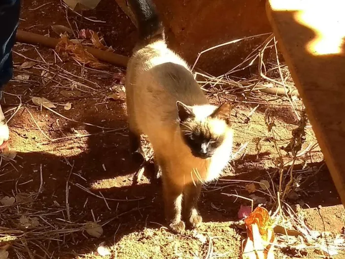Gato ra a Vira-lata idade 4 anos nome Não tem nome