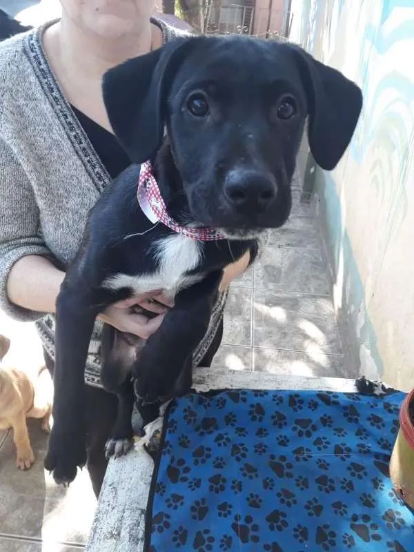 Cachorro ra a Labrador c/ Vira Lata idade 2 a 6 meses nome Spike 