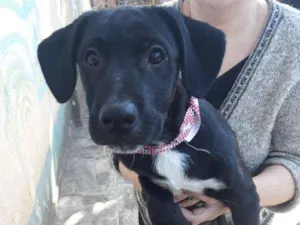 Cachorro raça Labrador c/ Vira Lata idade 2 a 6 meses nome Spike 