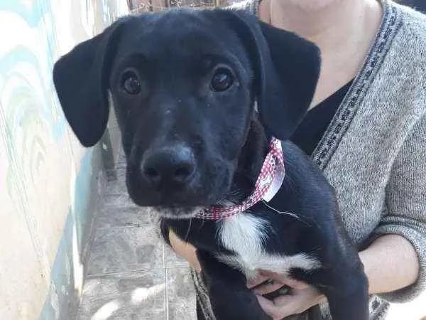 Cachorro ra a Labrador c/ Vira Lata idade 2 a 6 meses nome Spike 