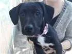 Cachorro raça Labrador c/ Vira Lata idade 2 a 6 meses nome Spike 