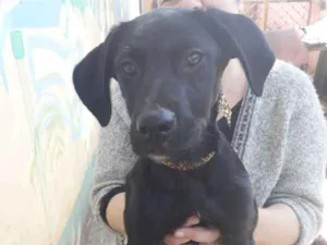 Cachorro raça Labrador c/Vira-Lata idade 2 a 6 meses nome Mike