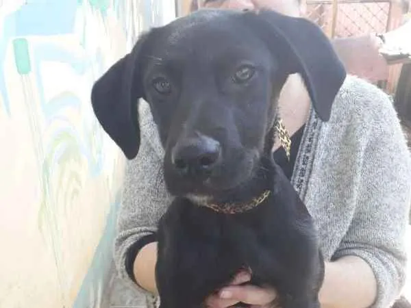 Cachorro ra a Labrador c/Vira-Lata idade 2 a 6 meses nome Mike