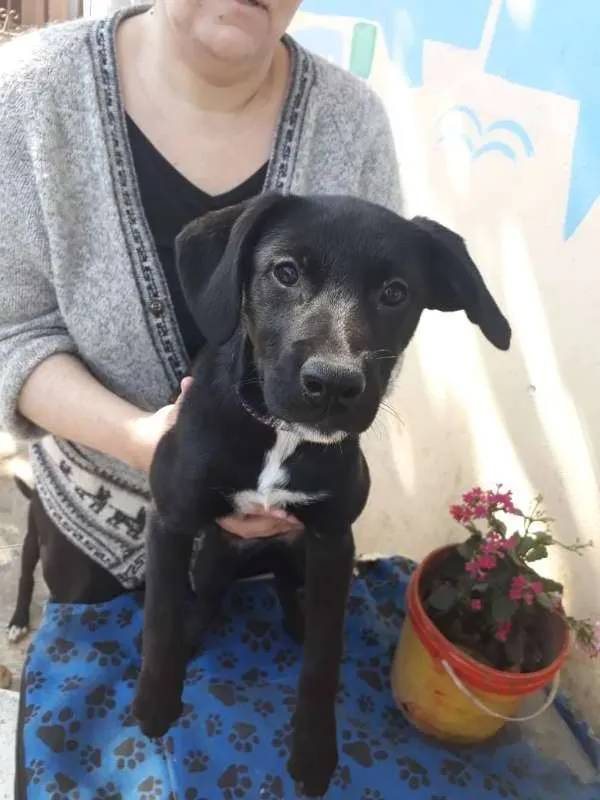 Cachorro ra a Labrador c/ Vira Lata idade 2 a 6 meses nome Pretinha