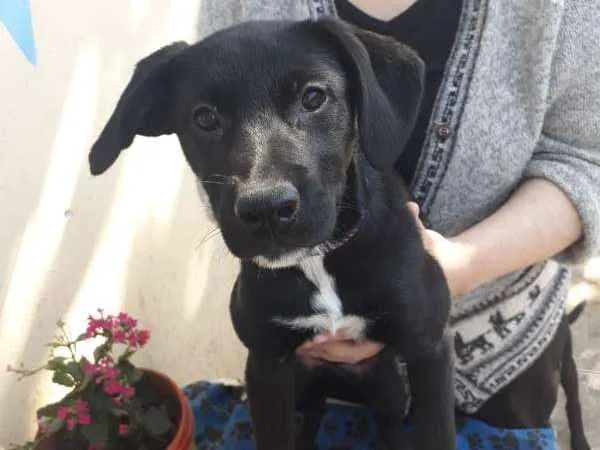 Cachorro ra a Labrador c/ Vira Lata idade 2 a 6 meses nome Pretinha
