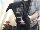 Cachorro raça Labrador c/ Vira Lata idade 2 a 6 meses nome Pretinha