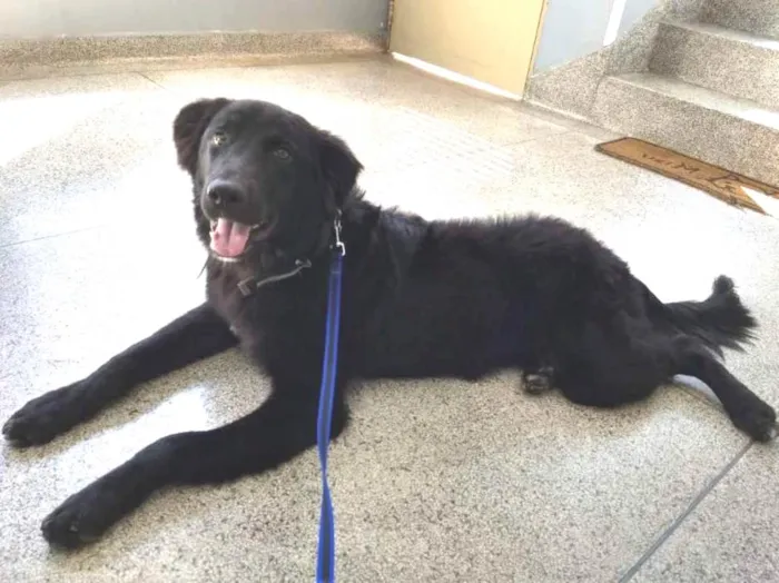 Cachorro ra a Mestiço com labrador idade 1 ano nome Budy