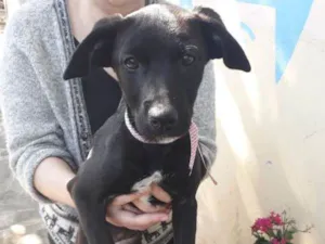 Cachorro raça labrador c/Vira-lata idade 2 a 6 meses nome Mascavo