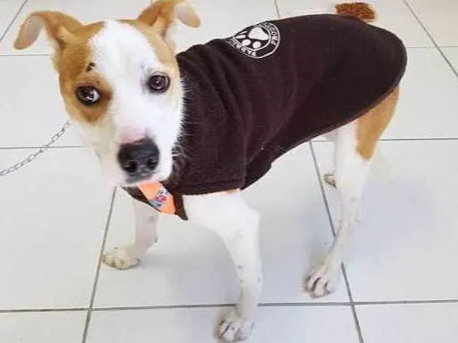 Cachorro ra a Sem raça idade 1 ano nome Cenourinha