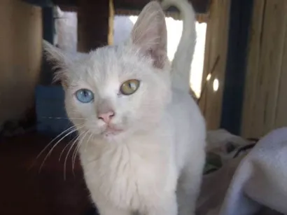 Gato raça  idade Abaixo de 2 meses nome sem nome