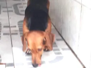 Cachorro raça Basset idade 1 ano nome Charuto