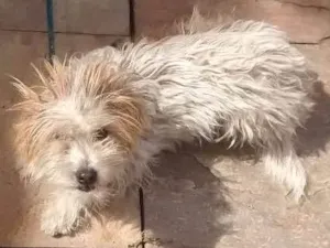 Cachorro raça Poodle idade 7 a 11 meses nome Thor