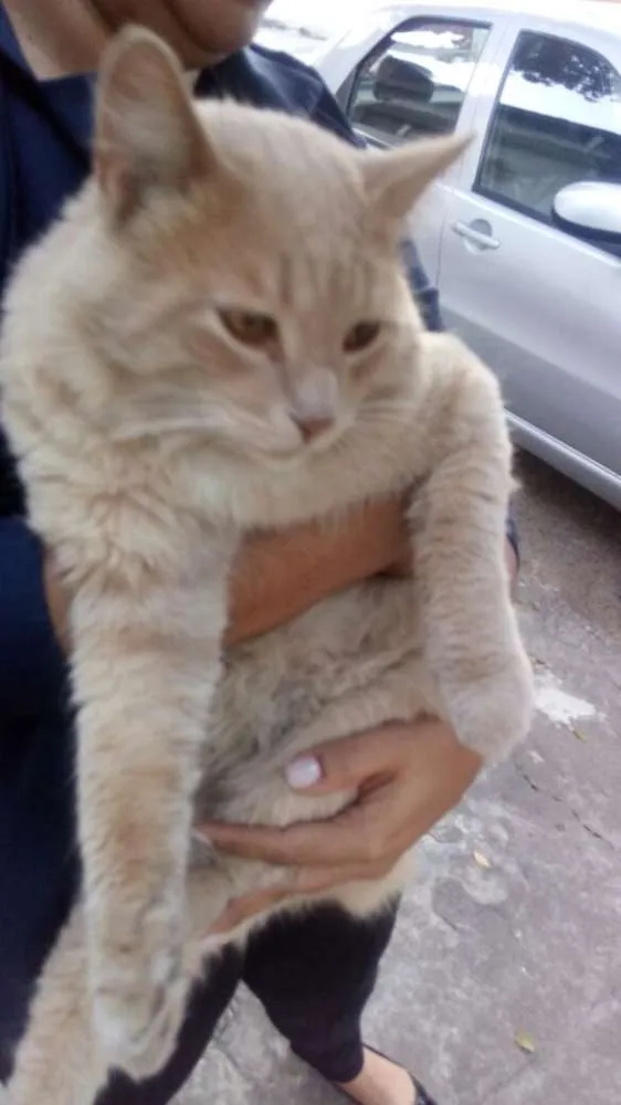 Gato raça Sem raça  idade 1 ano nome Pompom