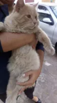 Pompom