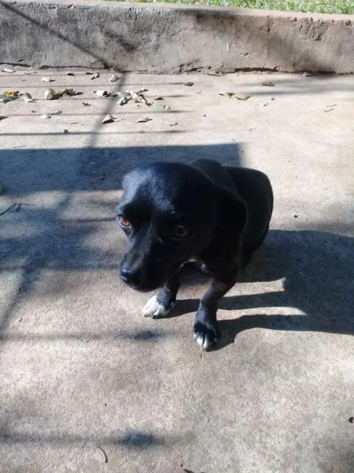 Cachorro ra a SRD idade 1 ano nome Mike