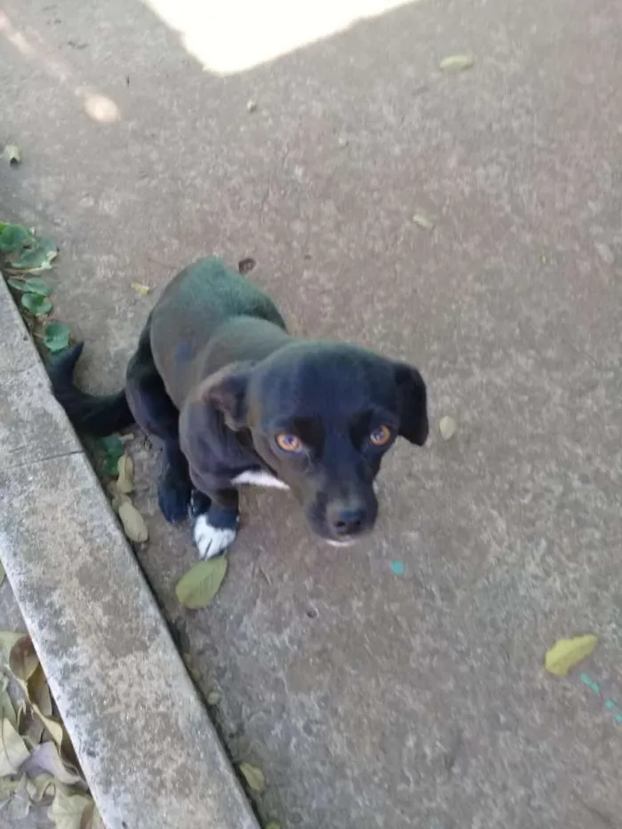 Cachorro ra a SRD idade 1 ano nome Mike