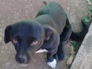 Cachorro raça SRD idade 1 ano nome Mike