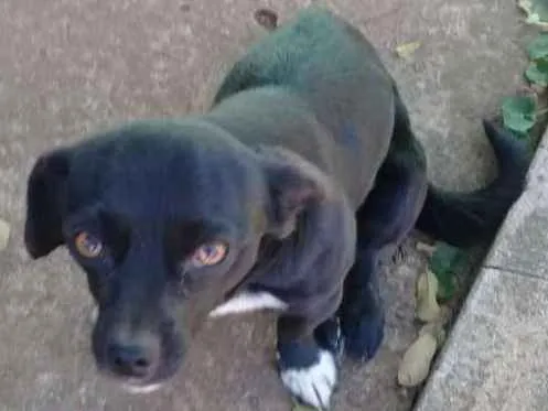 Cachorro ra a SRD idade 1 ano nome Mike