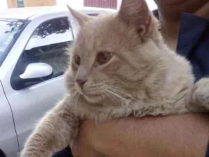 Gato raça Sem raça  idade 1 ano nome Pompom