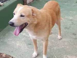 Cachorro raça SRD idade 6 ou mais anos nome ORELHINHA